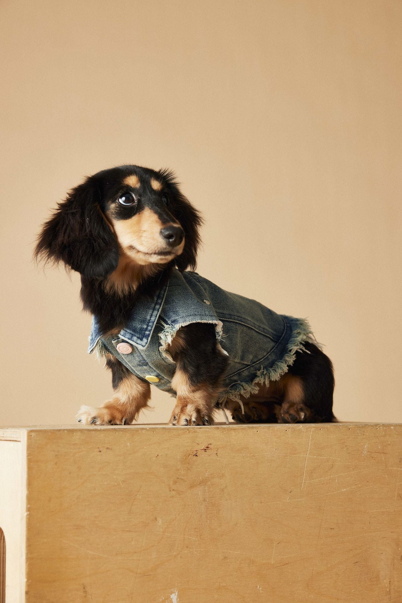 Pet Sleeveless Denim Jacket with D ring