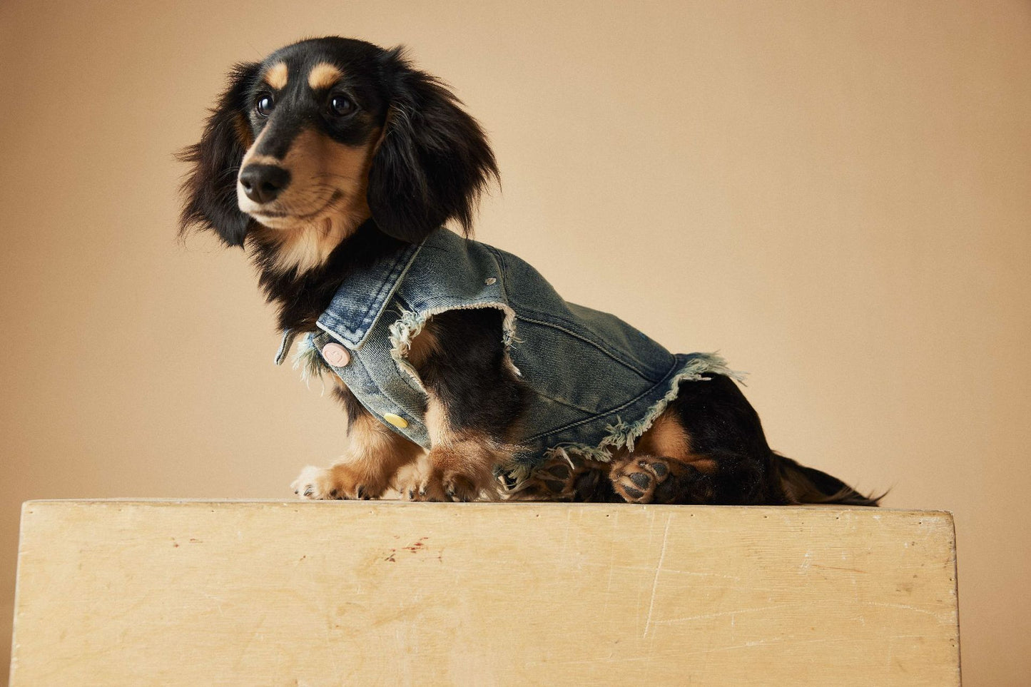 Pet Sleeveless Denim Jacket with D ring