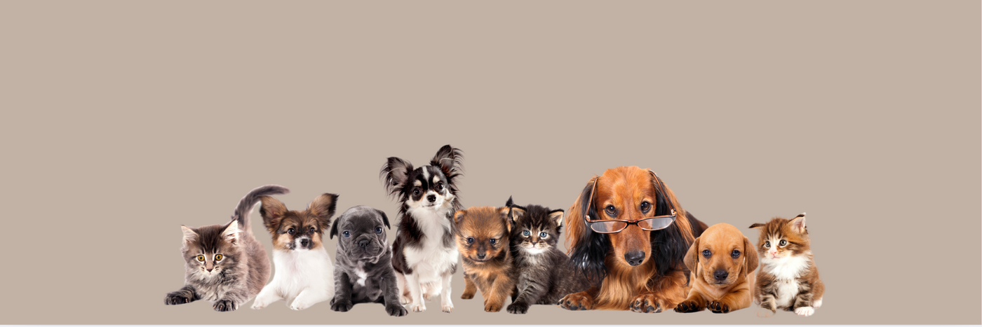 Puppies and kittens in a studio row