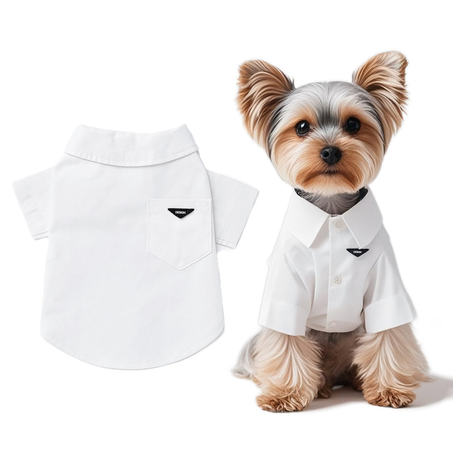 White dress shirt on a small dog